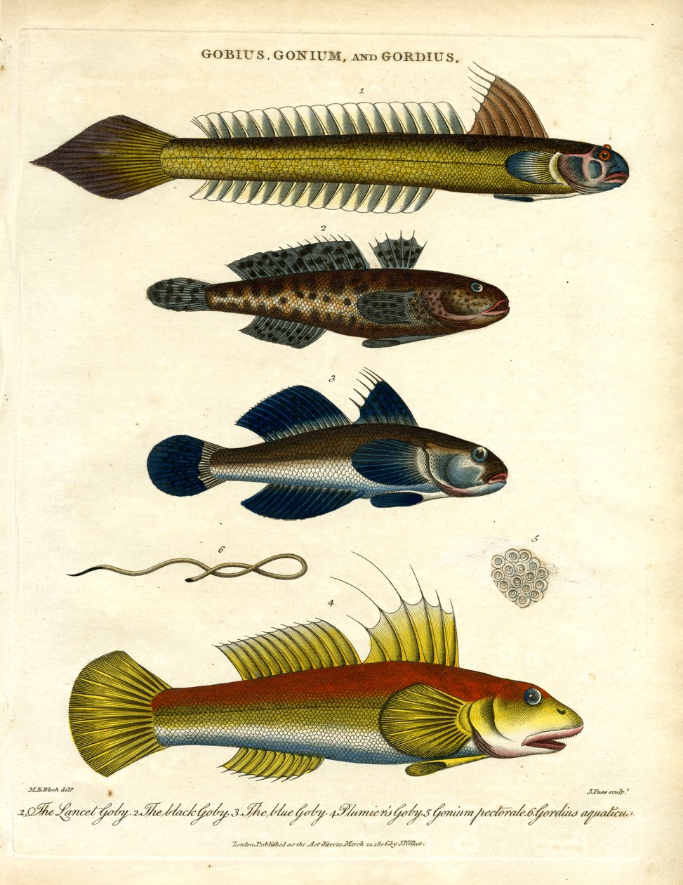 Gobius；Gonium 和 Gordius：鰕虎鱼和毛虫 作者 约翰·帕斯
