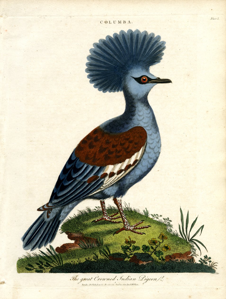 大冠印度鸽（Columba） 作者 约翰·帕斯