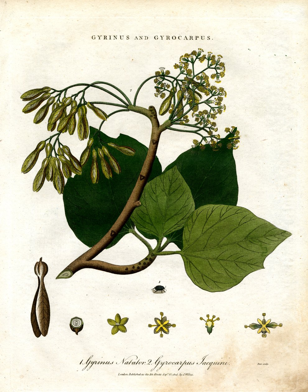 Gyrinus 和 Gyrocarpus 作者 约翰·帕斯
