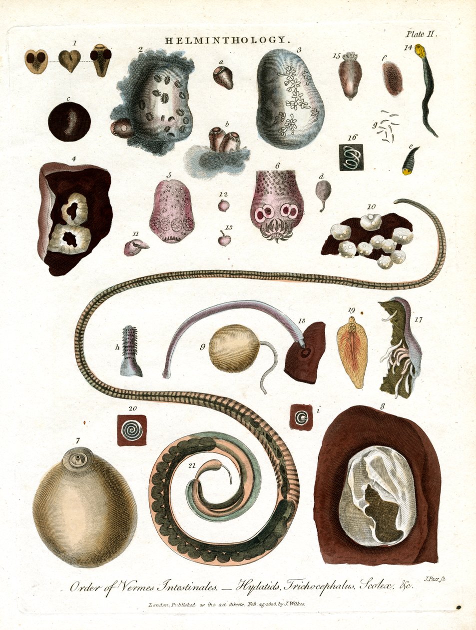 Helminthology;Plate II - Order of Intestinal Worms（肠道蠕虫顺序 作者 约翰·帕斯