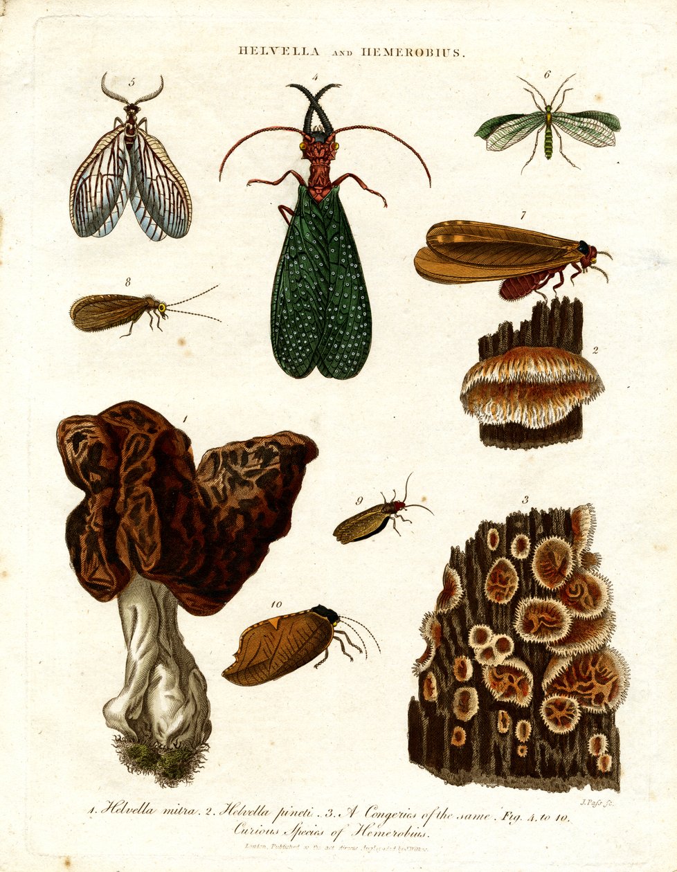 Helvella 和 Hemerobius 作者 约翰·帕斯