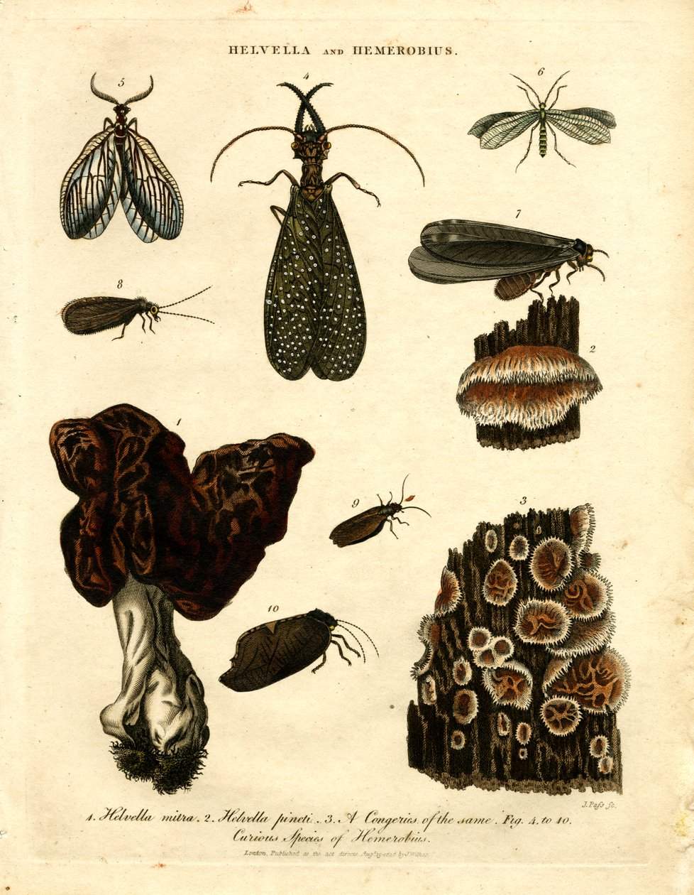 Helvella 和 Hemerobius 作者 约翰·帕斯