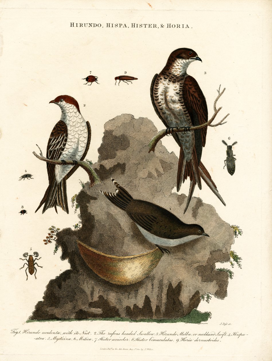 Hirundo;Hispa;Hister  Hortia：燕子和甲虫 作者 约翰·帕斯
