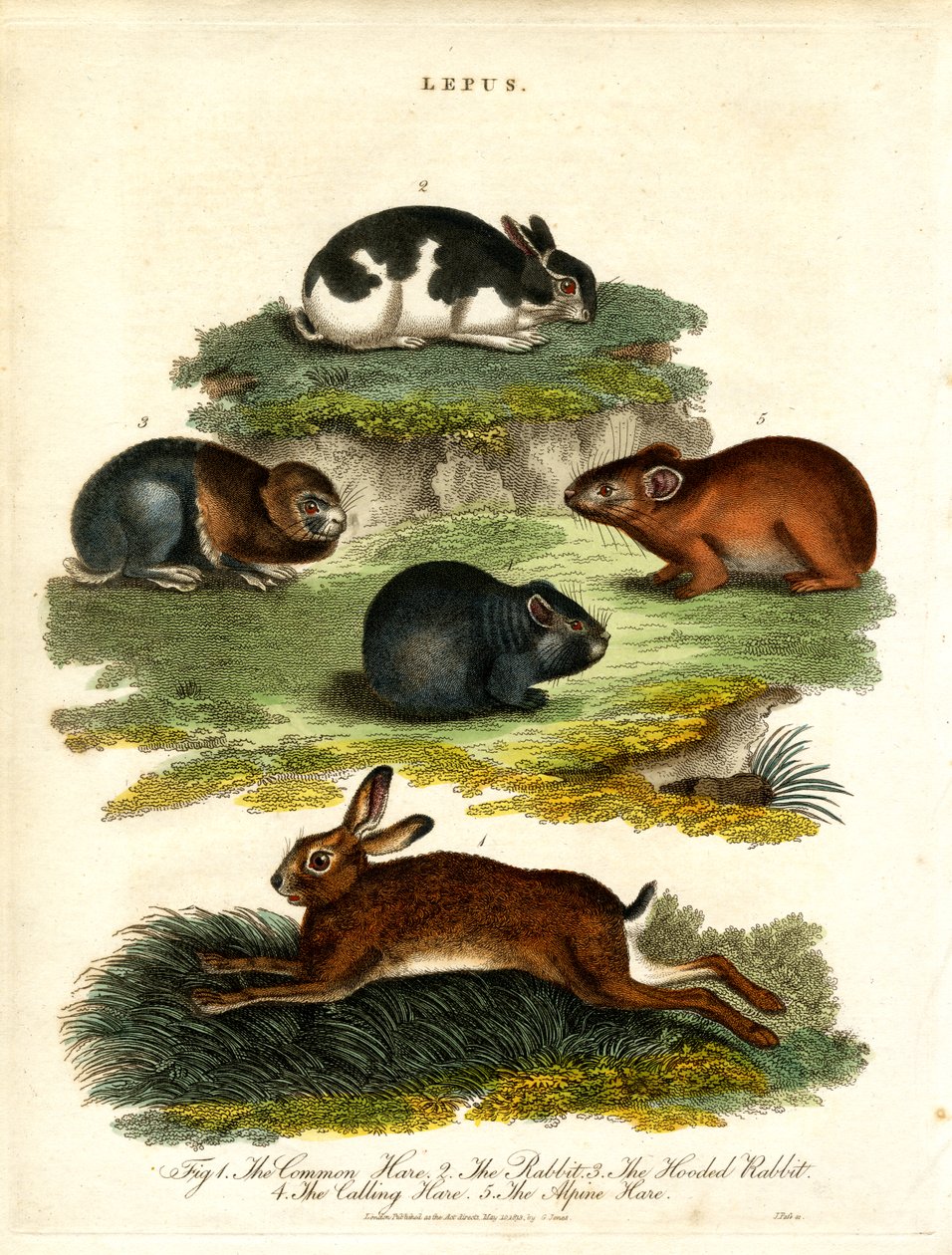 Lepus - 野兔和啮齿动物 作者 约翰·帕斯