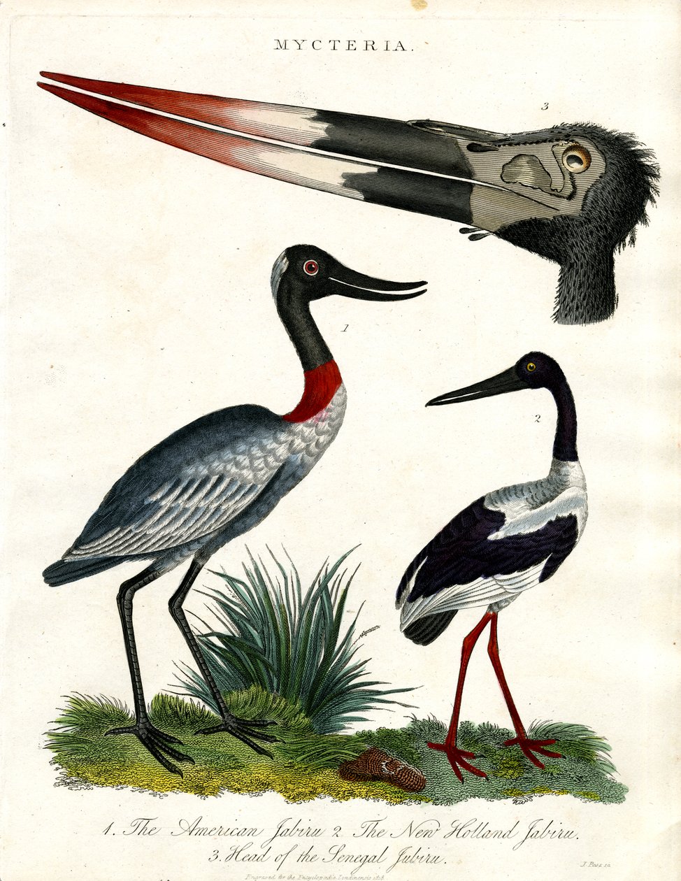 Mycteria Species：美洲；新荷兰和塞内加尔 Jabiru 作者 约翰·帕斯