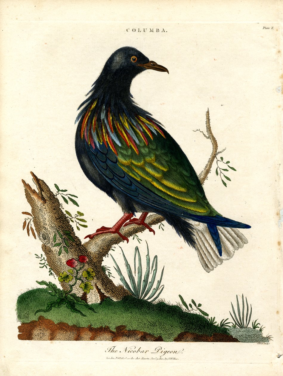 尼科巴鸽（Columba） 作者 约翰·帕斯