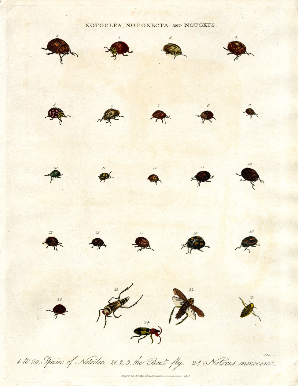 Notoclea；Notonecta；和 Notoxus 甲虫 作者 约翰·帕斯