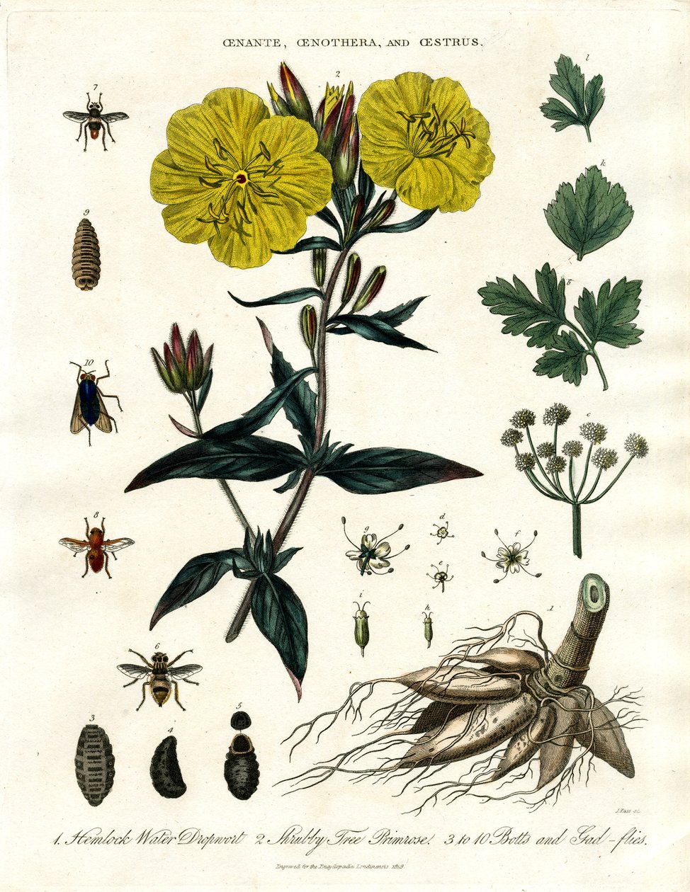 Oenanthe；Oenothera 和 Oestrus - 水滴草；月见草和蝇子草 作者 约翰·帕斯