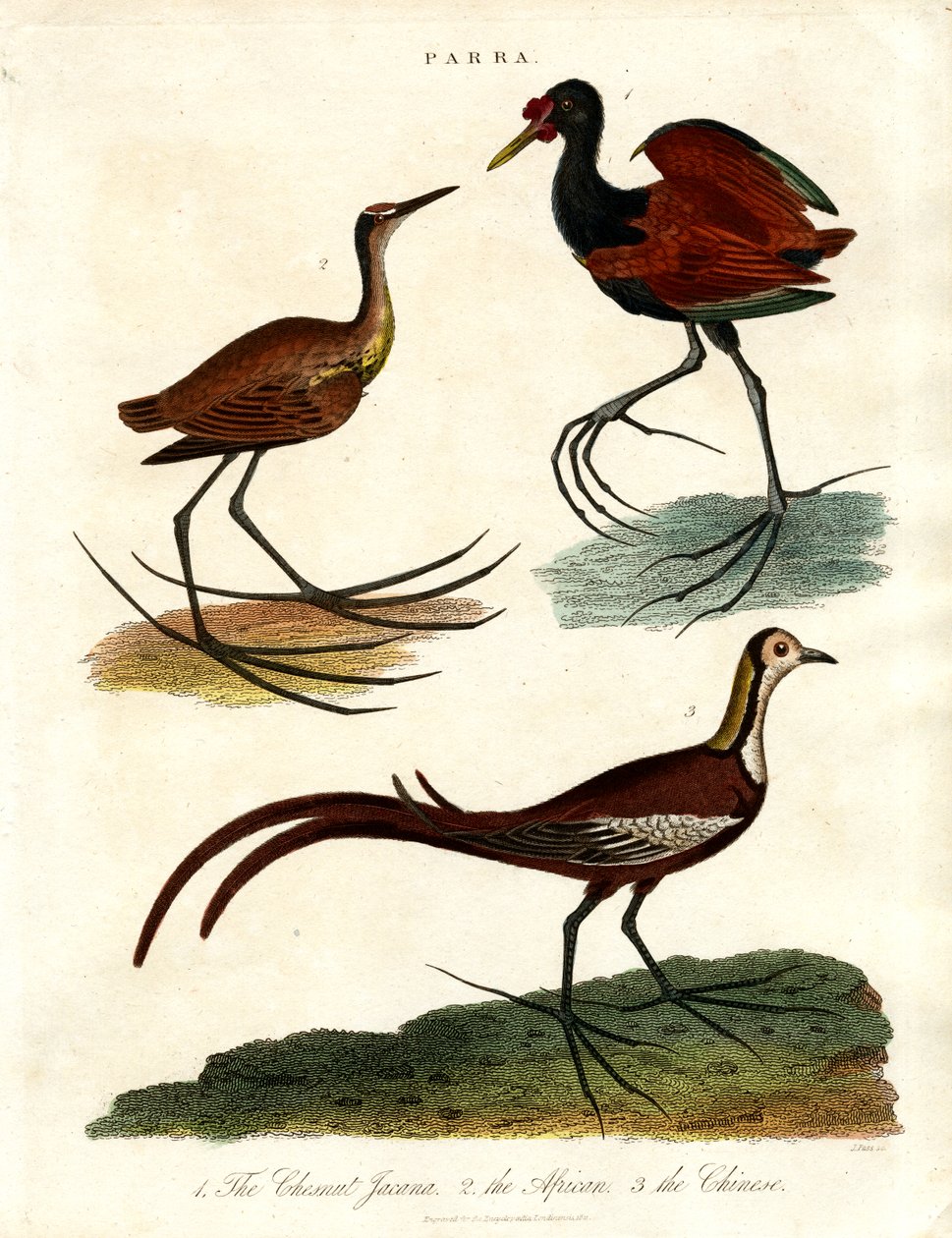 帕拉树种（Jacanas） 作者 约翰·帕斯