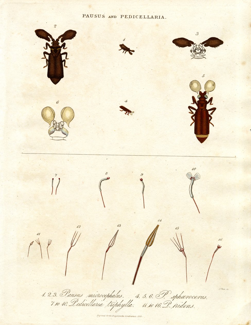 Pausus 和 Pedicellaria - 昆虫种类 作者 约翰·帕斯