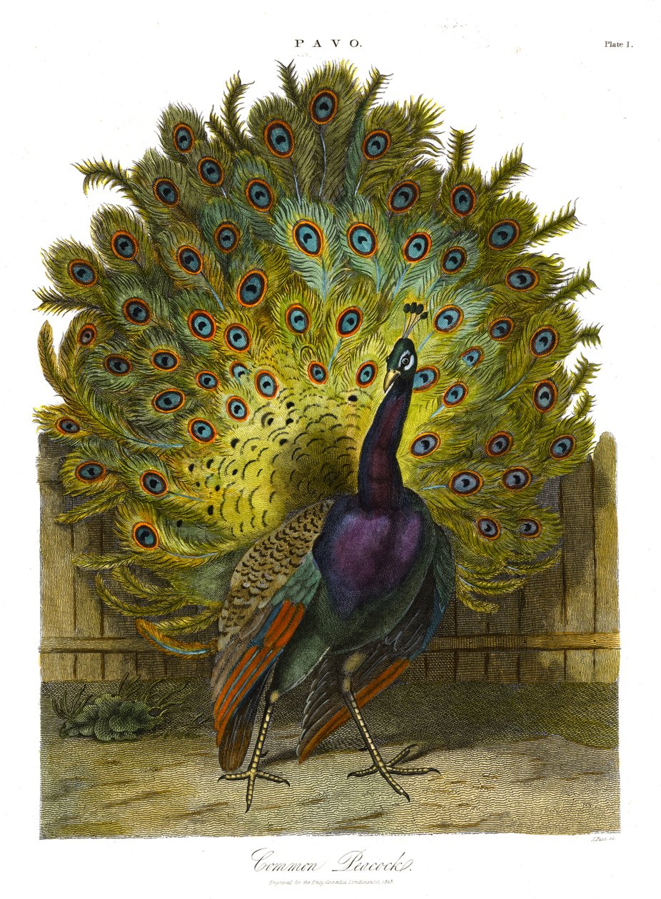 Pavo: 普通孔雀 作者 约翰·帕斯