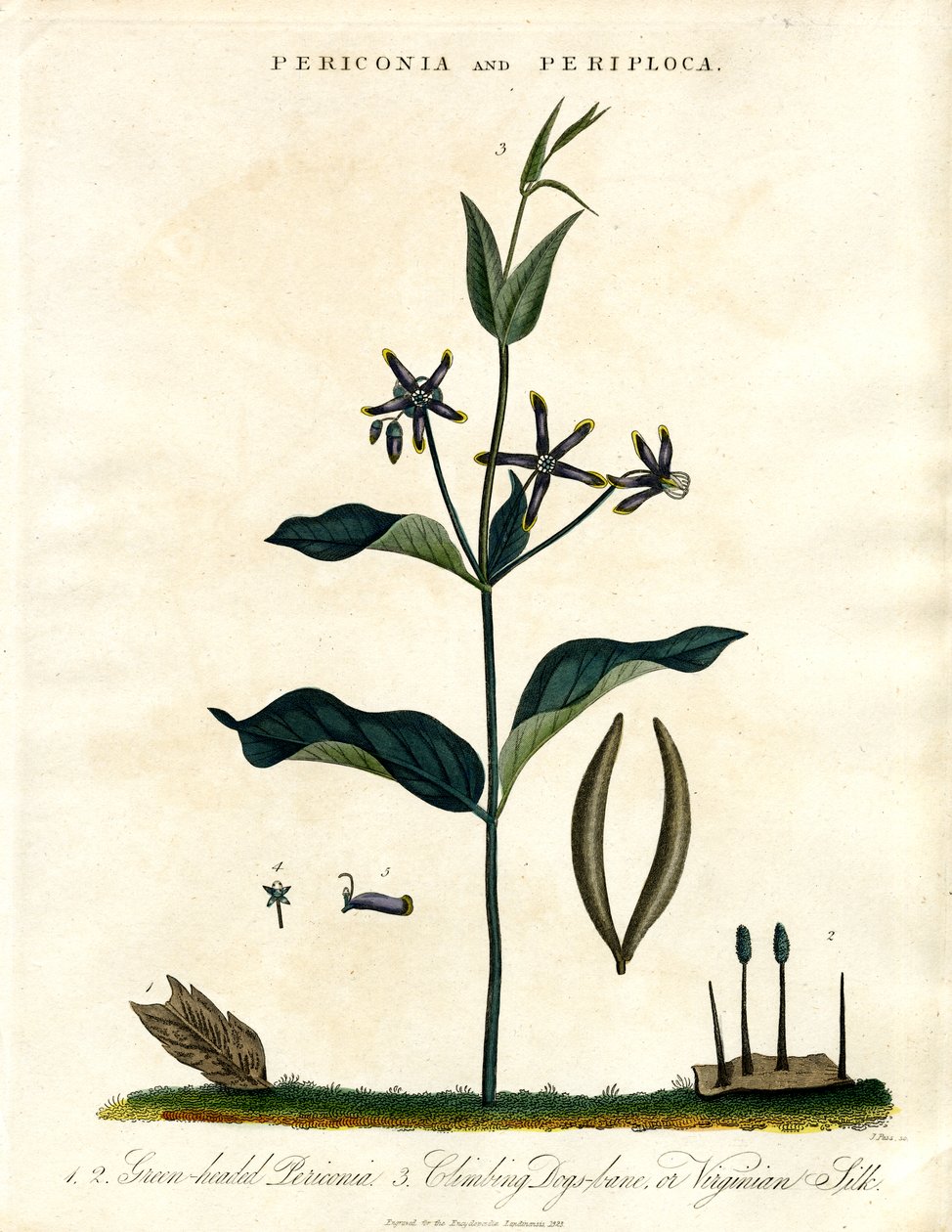 Periconia 和 Periploca 作者 约翰·帕斯