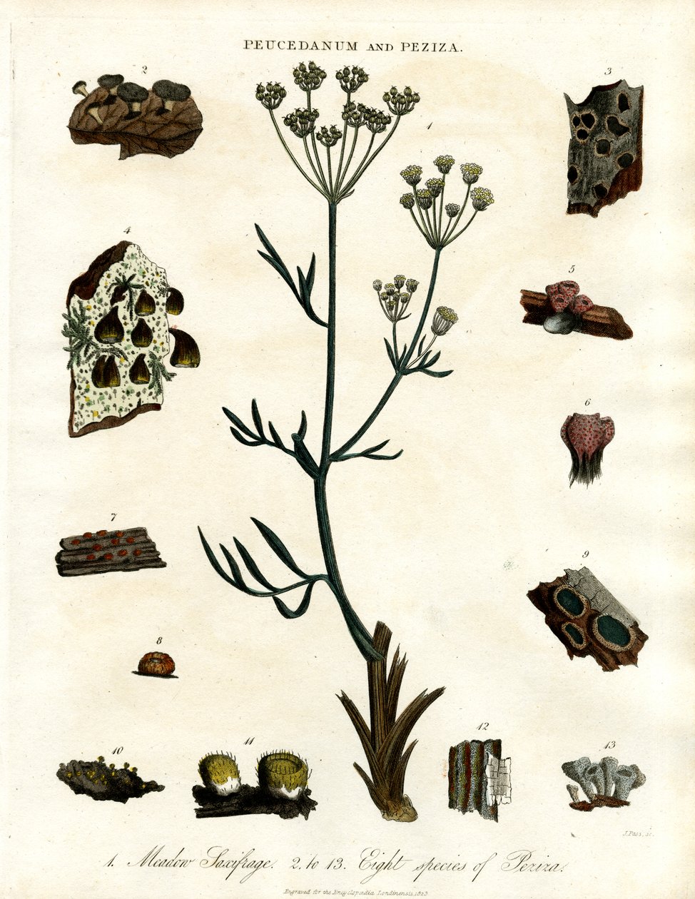 Peucedanum 和 Peziza 作者 约翰·帕斯