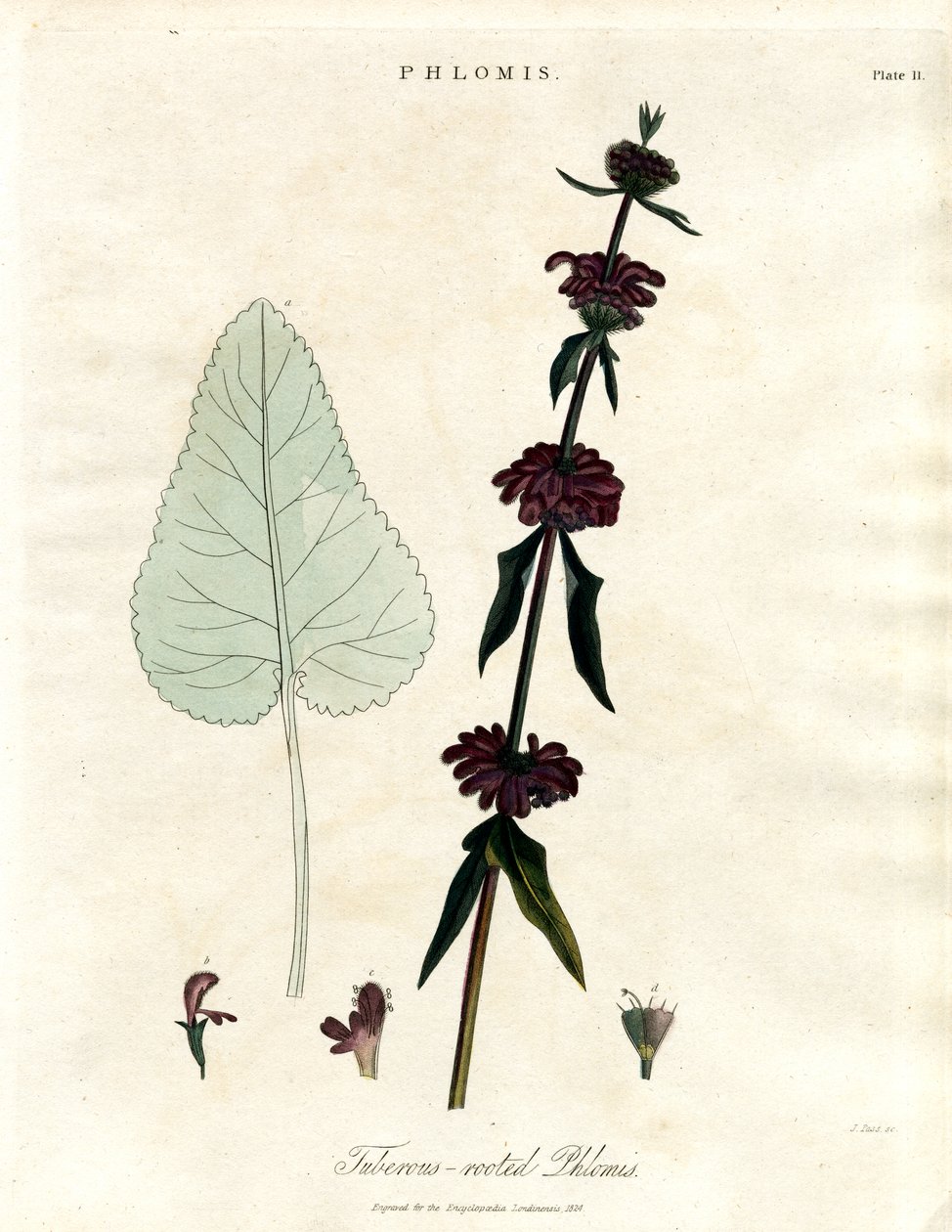 Phlomis：块根耶路撒冷鼠尾草 作者 约翰·帕斯