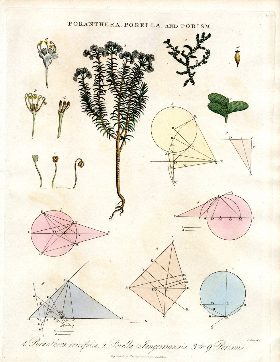 Poranthera; Porella 和 Porisms 作者 约翰·帕斯