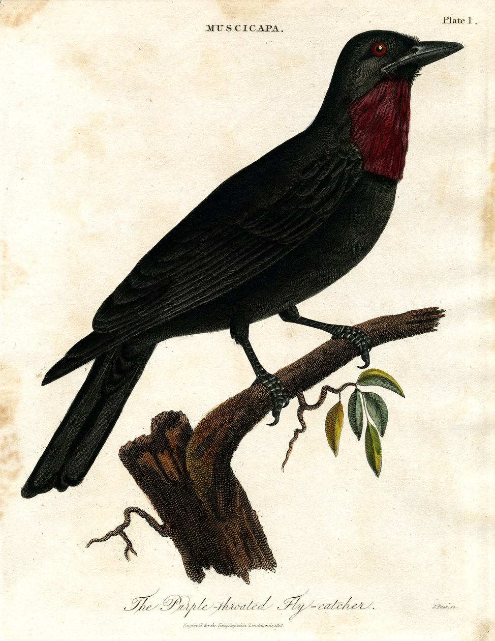 紫喉飞鸟（Muscicapa） 作者 约翰·帕斯