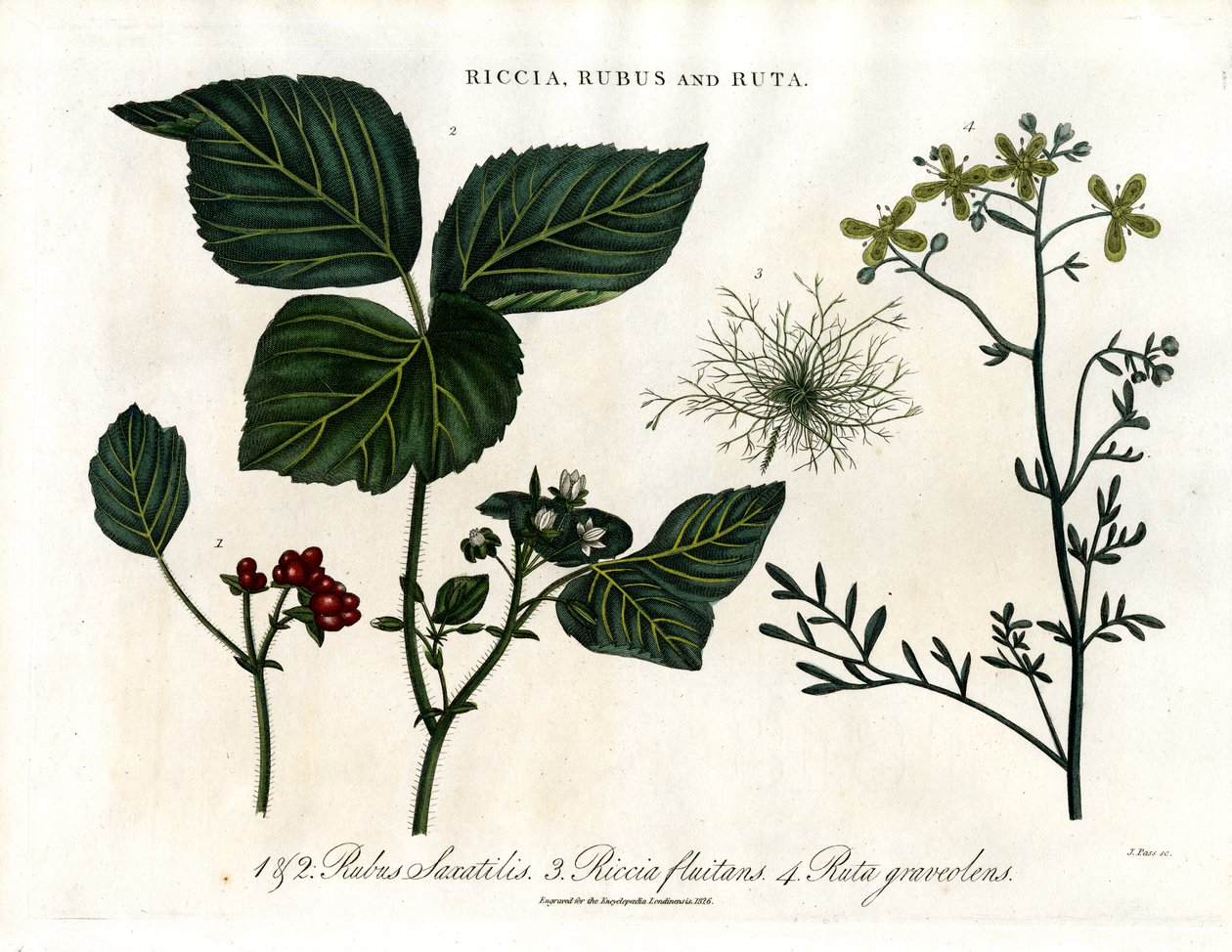 Riccia；Rubus 和 Ruta 作者 约翰·帕斯