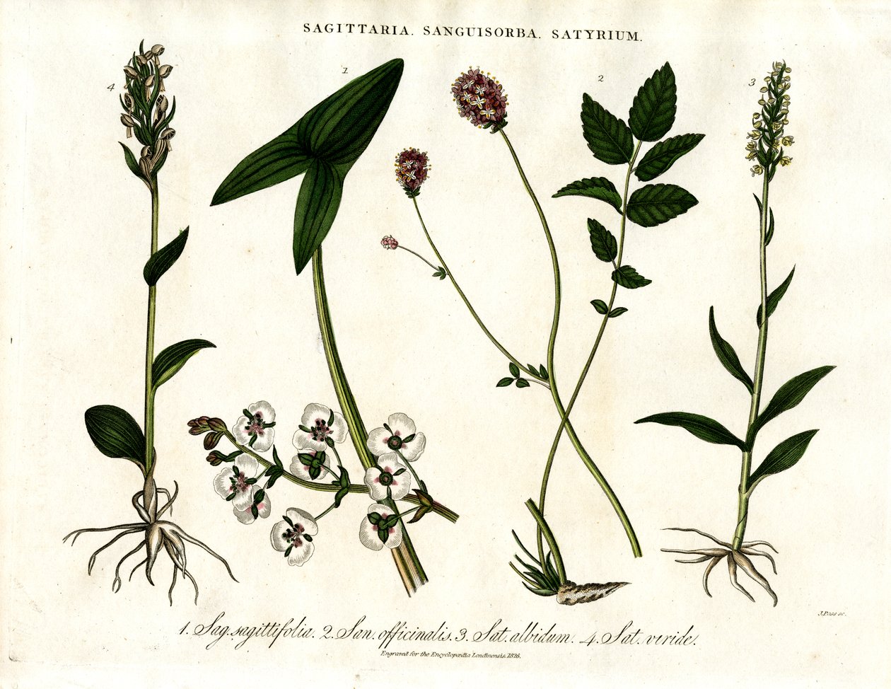 Sagittaria；Sanguisorba 和 Satyrium：各种植物物种的植物学代表 作者 约翰·帕斯