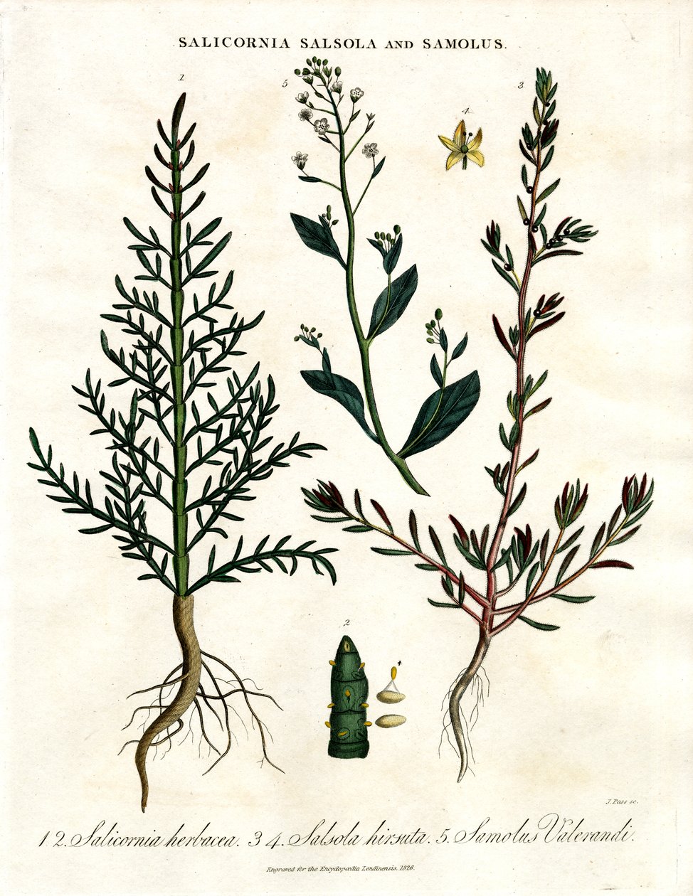 Salicornia;Salsola 和 Samolus：盐生海岸植物 作者 约翰·帕斯