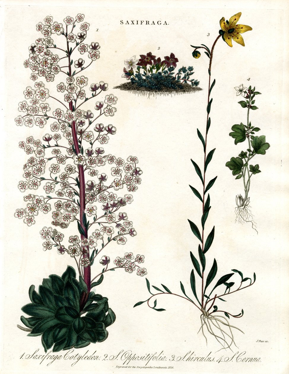 虎耳草品种 作者 约翰·帕斯
