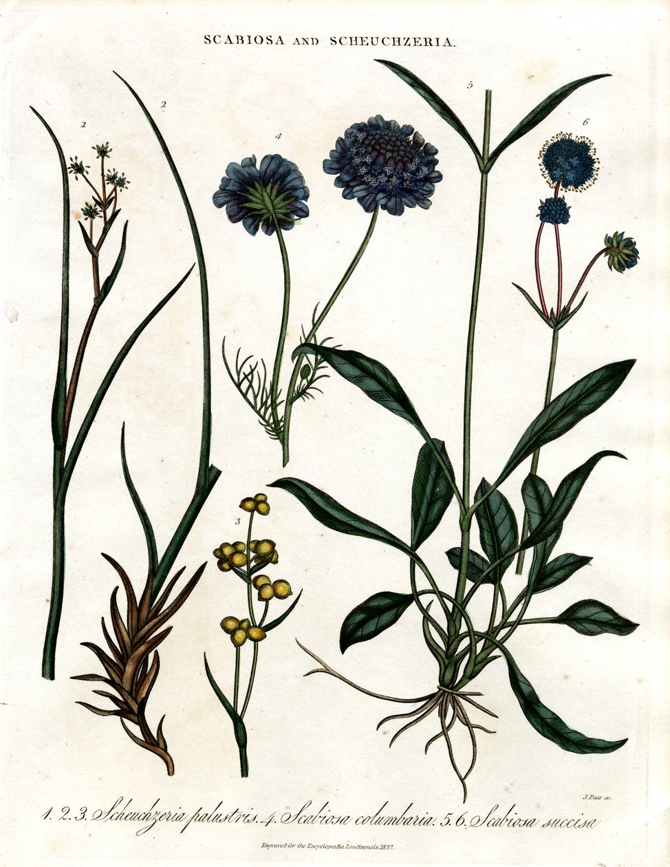 Scabiosa 和 Scheuchzeria 作者 约翰·帕斯