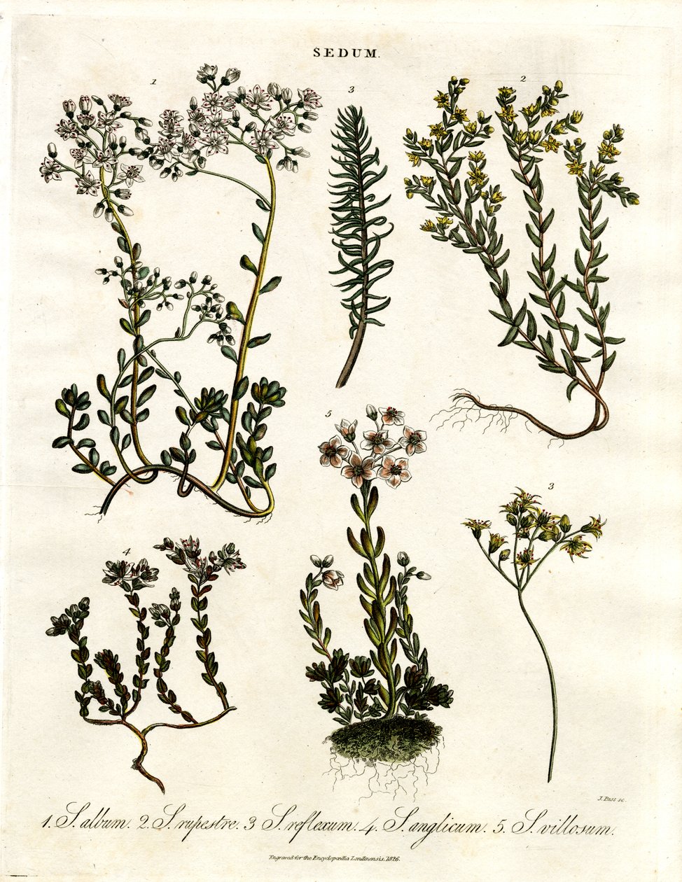 景天科植物各种石竹品种 作者 约翰·帕斯