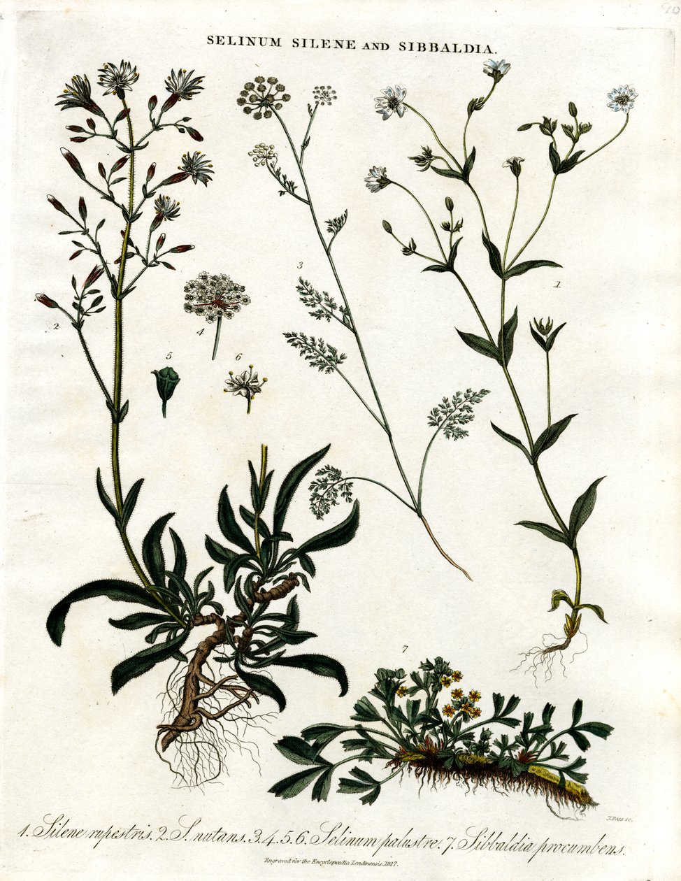 Selinum；Silene 和 Sibbaldia 作者 约翰·帕斯