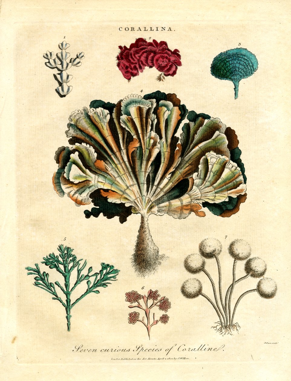 七种奇特的珊瑚虫 作者 约翰·帕斯