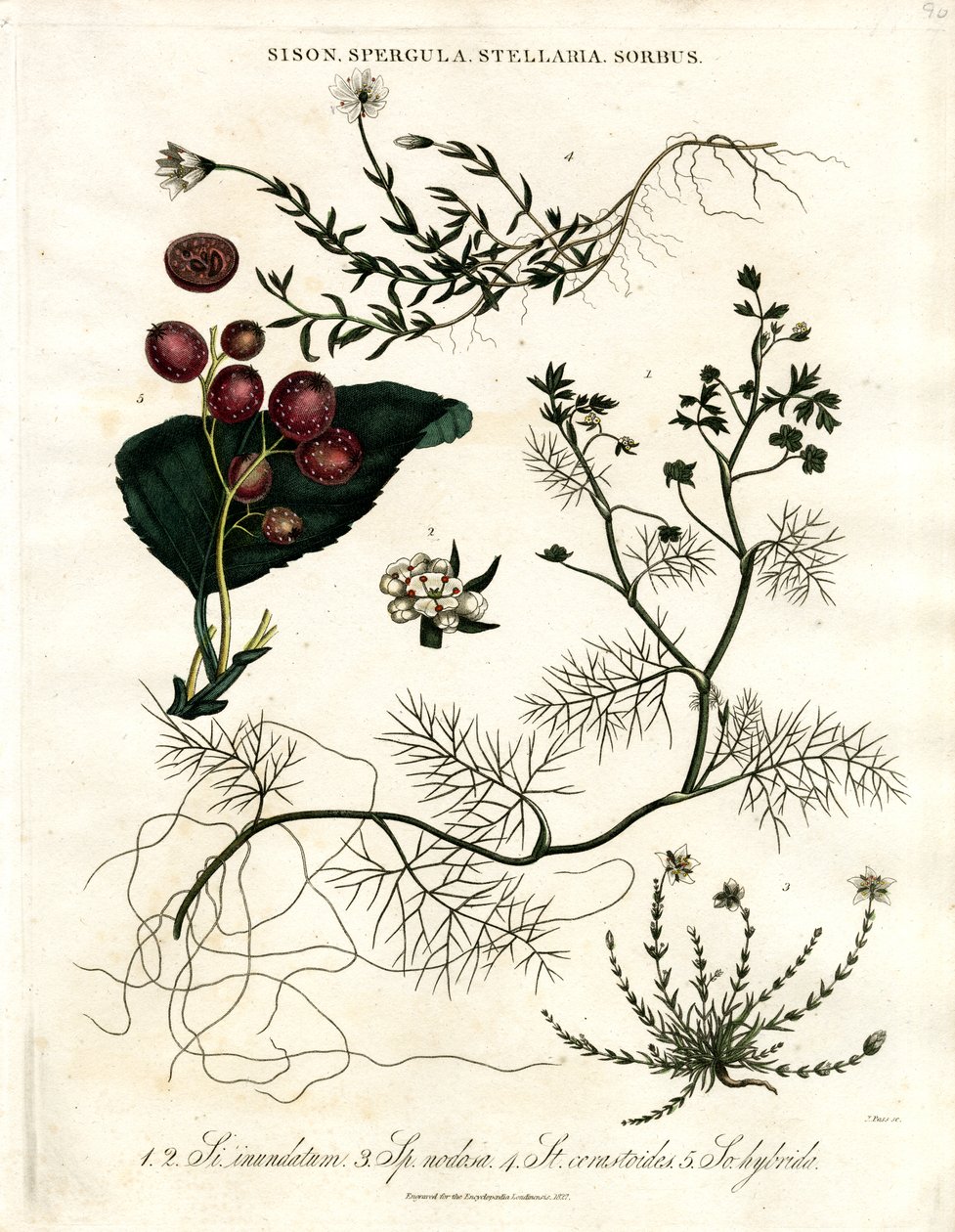 Sison Spergula; Stellaria; Sorbus 作者 约翰·帕斯