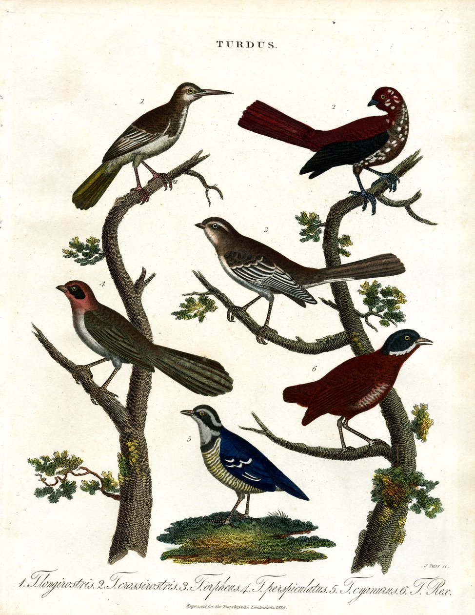 各种鸫类（Turdus） 作者 约翰·帕斯