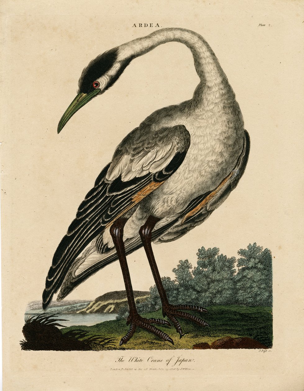 日本白鹤（Ardea） 作者 约翰·帕斯