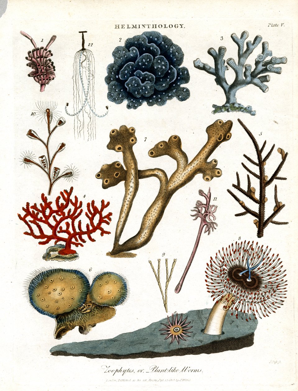植物蠕虫 作者 约翰·帕斯