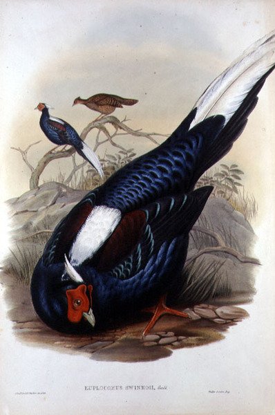 Euplocomus Swinhoii，由Walter & Cohn雕刻，伦敦，在1850-83年间出版（手绘石印）。 作者 约翰和法官亨利康斯坦丁（后）古尔德