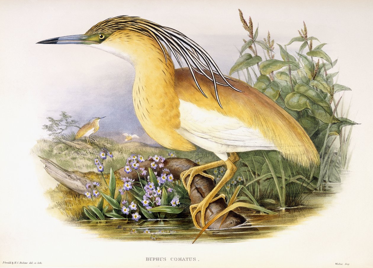 Buphus Comatus，约 1862-3（手绘石版画版） 作者 约翰和法官亨利康斯坦丁古尔德
