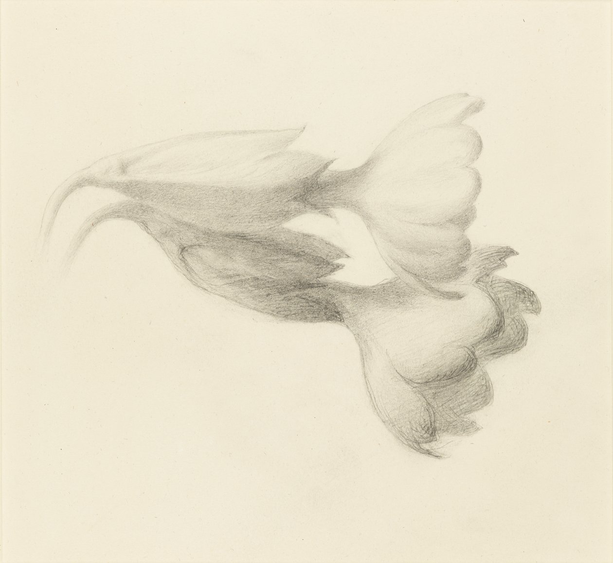 Cowslip Bells，可能是1871年。 作者 约翰·拉斯金