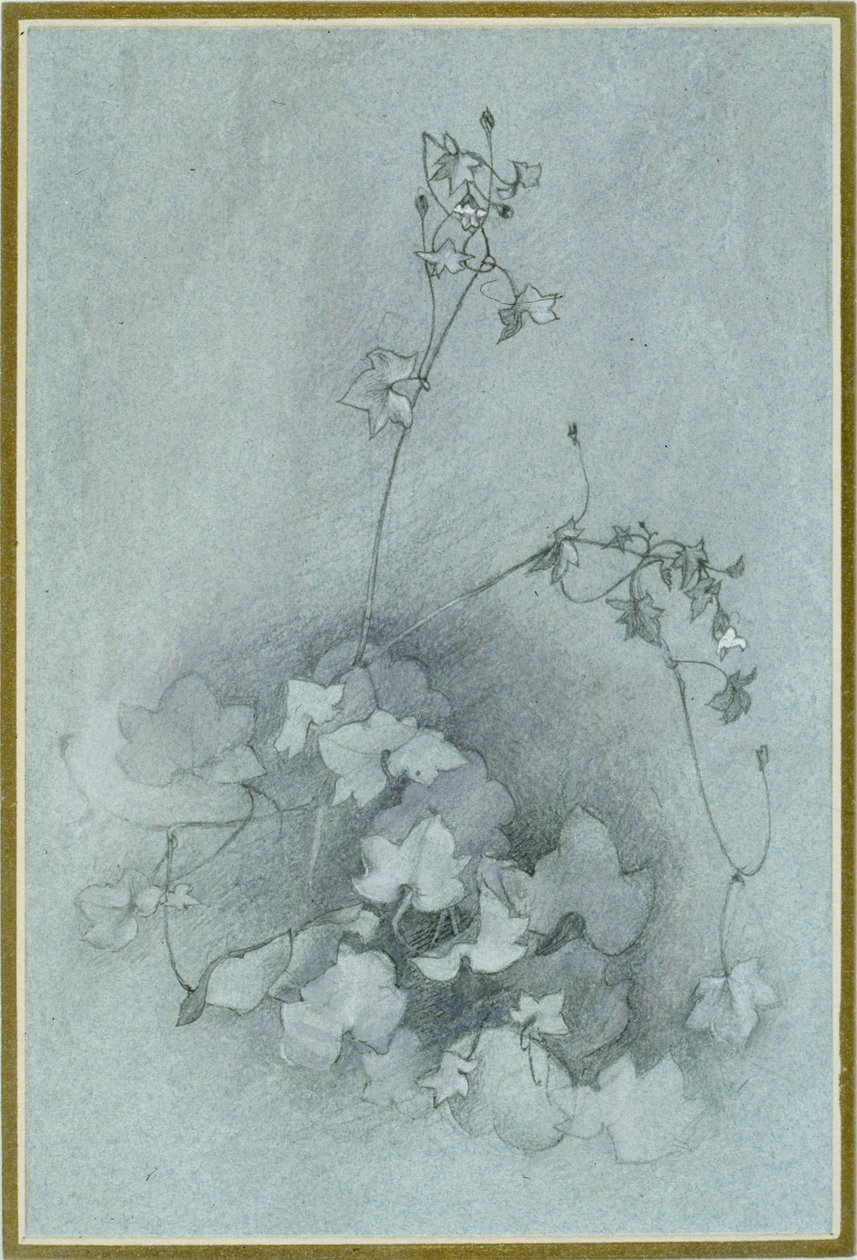 常青藤 "牛津常春藤"，1852年 作者 约翰·拉斯金