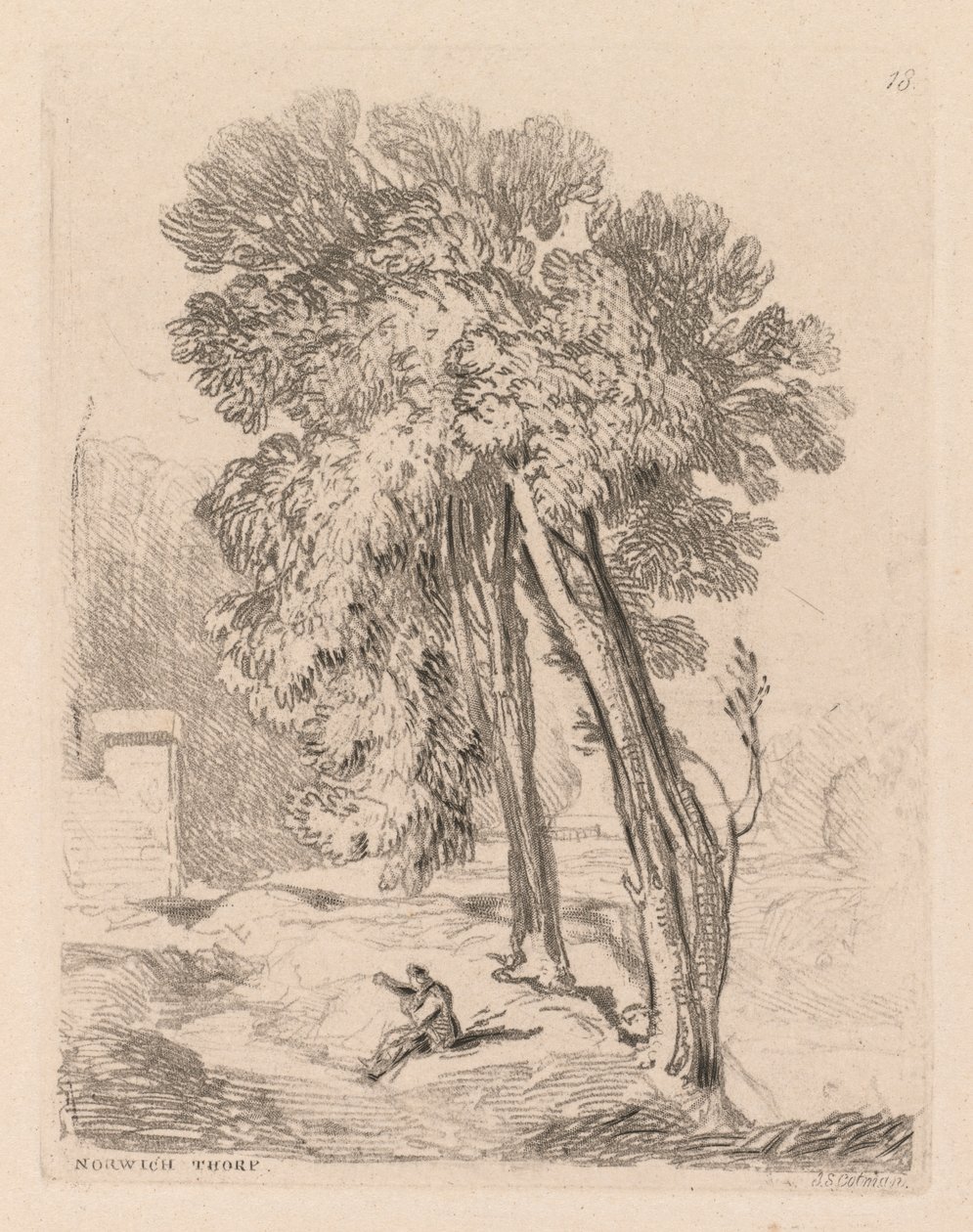 研究都是免费的板块在诺维奇索普，诺福克，1838 18棵树。 作者 约翰·塞尔·科特曼