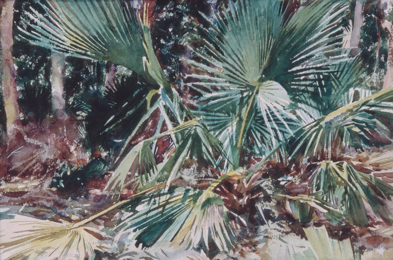 Palmettos，1917年（wc，石墨和白色蜡纸上的蜡笔） 作者 约翰·辛格·萨金特