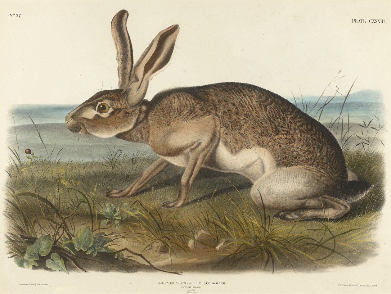 Texian Hare，1848年（编织纸上的手工彩色版画） 作者 约翰·鲍恩