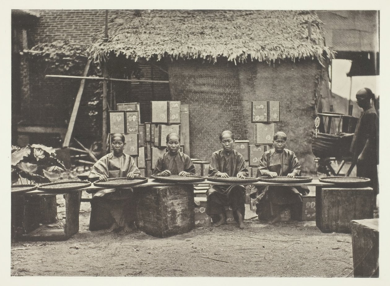 广州的采茶活动，约1868年。 作者 约翰汤姆森