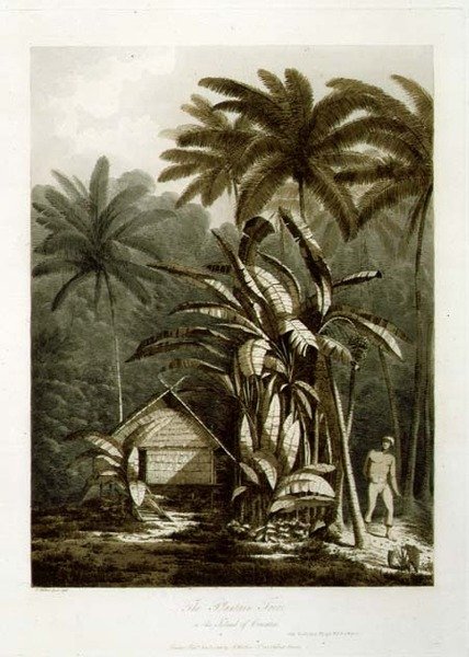 克拉卡托亚岛的芭蕉树，出自《南海风景》，出版。1788年（蚀刻画） 作者 约翰·韦伯