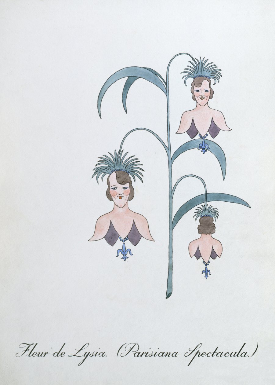Fleur de Lysia（Parisiana Spectacula。），约翰·威尔《植物学伪书》中的插图 作者 约翰·威尔