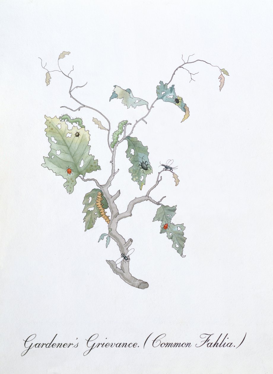 园丁的不满（Common Fahlia），约翰·威尔《植物学假书》中的插图 作者 约翰·威尔