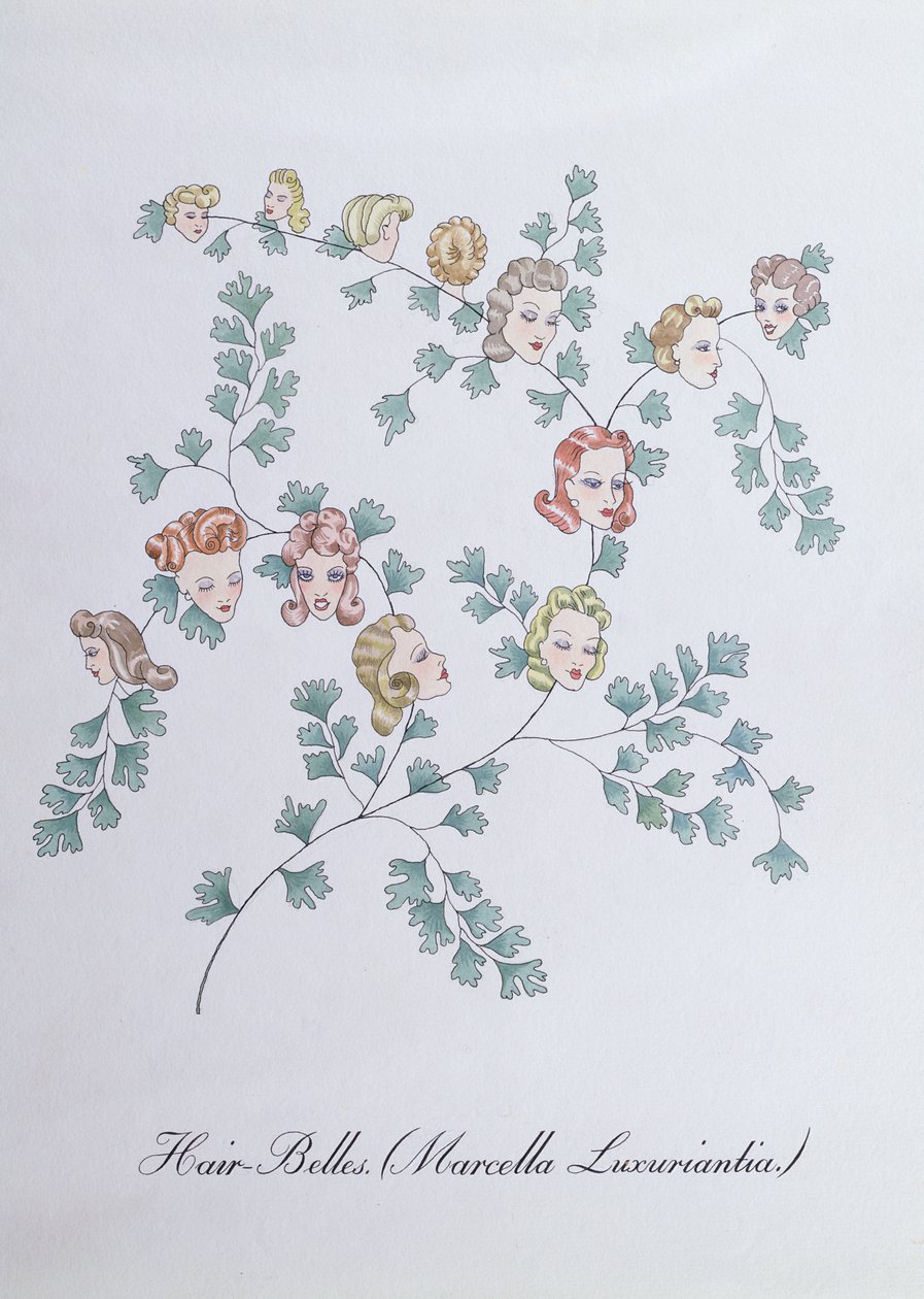 Hair-Belles (Marcella Luxuriantia)，插图来自约翰·威尔的《植物学伪书》 作者 约翰·威尔