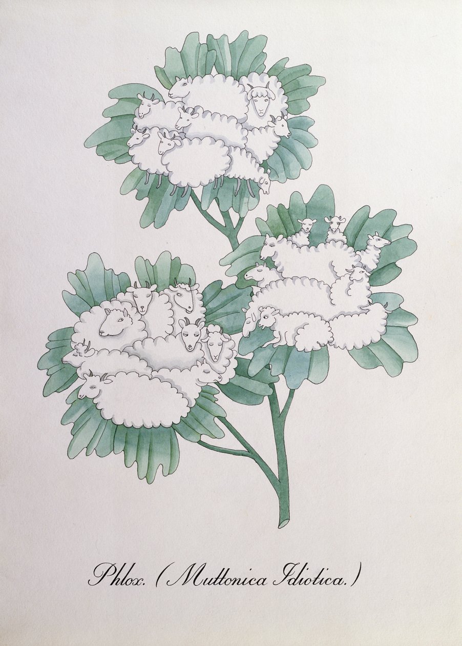 福禄考。 （Muttonica Idiotica），约翰·威尔《植物学伪书》中的插图 作者 约翰·威尔