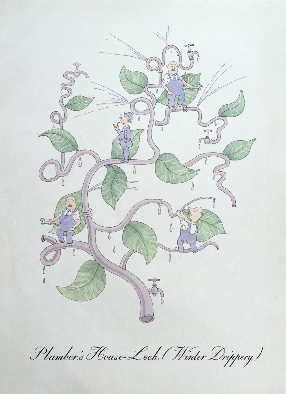 水管工的房子韭菜（水滴），插图来自约翰·威尔的《植物学伪书》 作者 约翰·威尔