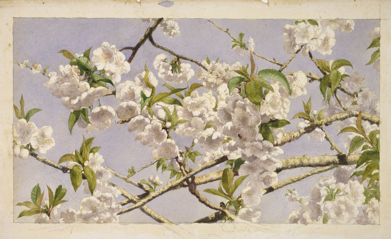 Apple Blossoms，c.1874（纸上写着） 作者 约翰·威廉·希尔