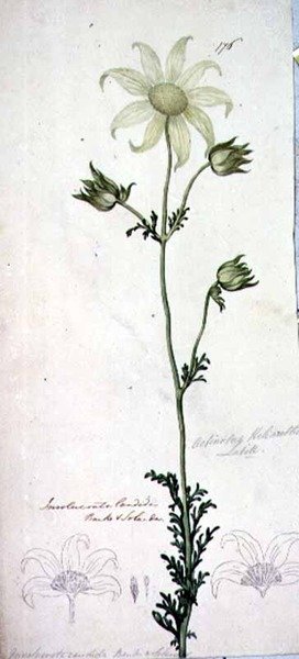 绒花，actinotus helianthe labill 作者 约翰·威廉·莱温