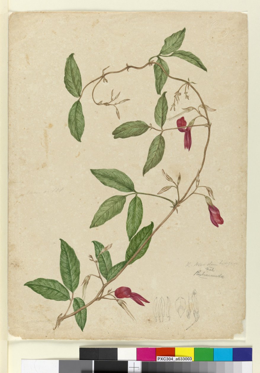 Kennedia rubicunda，c.1803-06（wc，钢笔，墨水和铅笔） 作者 约翰·威廉·莱温