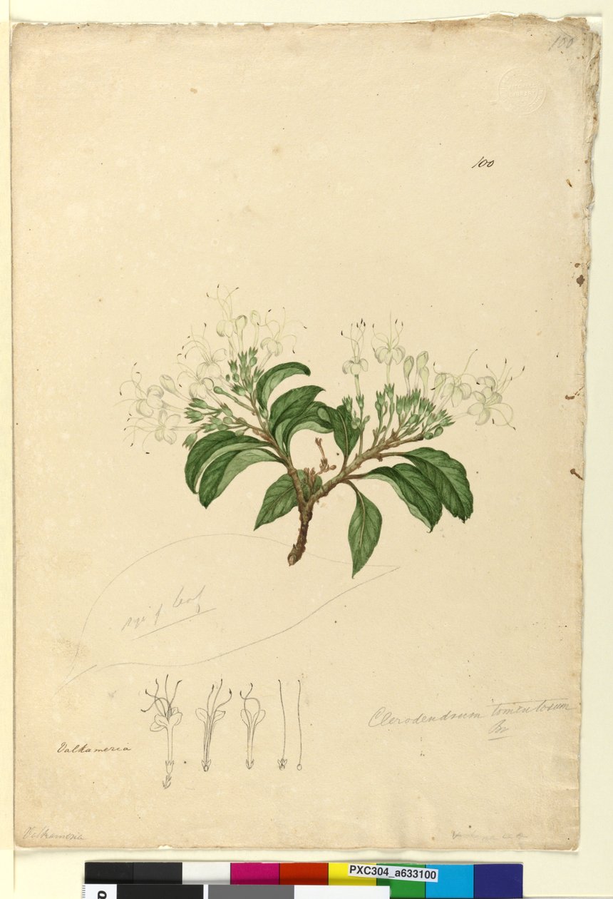 Page 100. Clerodendrum tomentosum，c.1803-06（wc，钢笔，墨水和铅笔） 作者 约翰·威廉·莱温